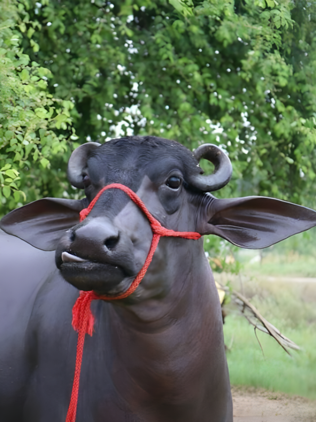 सबसे ज्यादा दूध देती हैं भैस की ये टॉप नस्लें