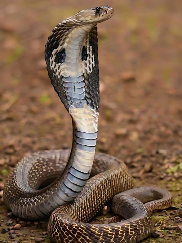 किंग कोबरा के काटने पर सबसे पहले करें ये काम, नहीं तो बढ़ जाएगा खतरा