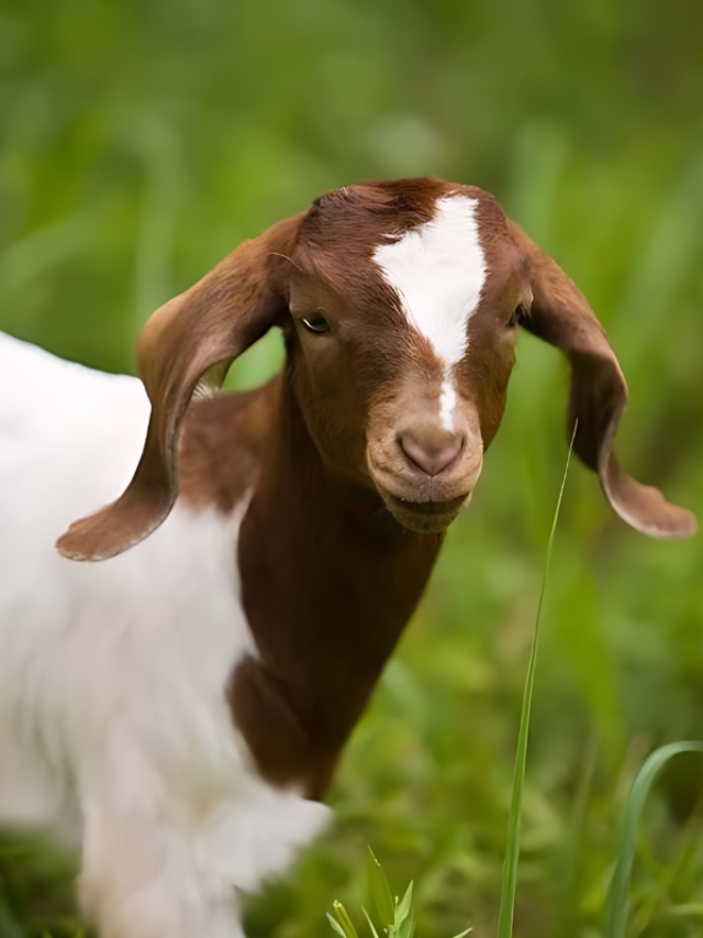 क्या हैं मणिकास्तु गोट बैंक, जानें इसके बारें में