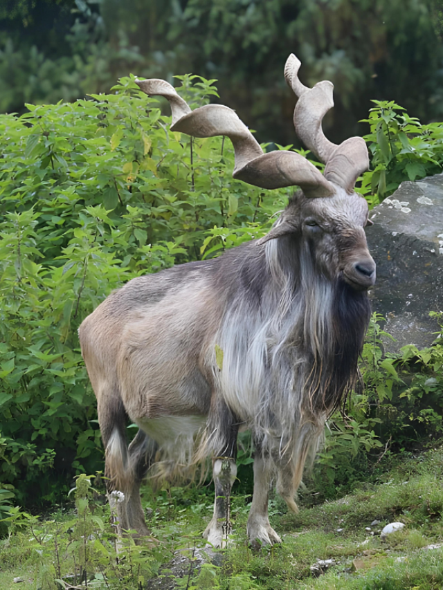 किंग कोबरा को खीरे की तरह चबा जाती हैं ये बकरी, पाकिस्तान से खास रिश्ता
