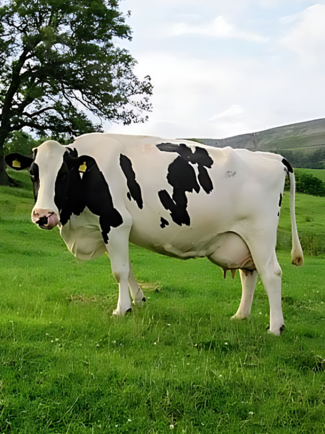 खरीद रहे हैं दुधारू पशु तो पहले जरूर करें इन चीजों की जांच