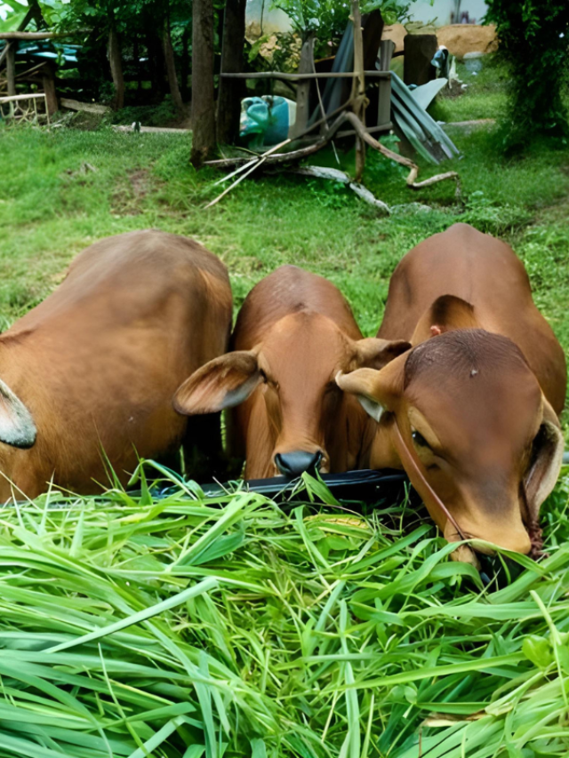 पशुओं को खिलाए ये चारा, बढ़ जाएगा कई लीटर दूध, कैसे