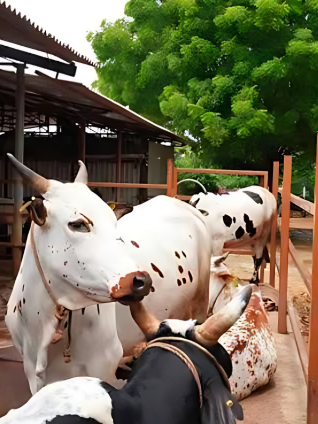 कभी घाटे में नहीं जाएगी डेयरी कारोबारी, बस करें ये काम