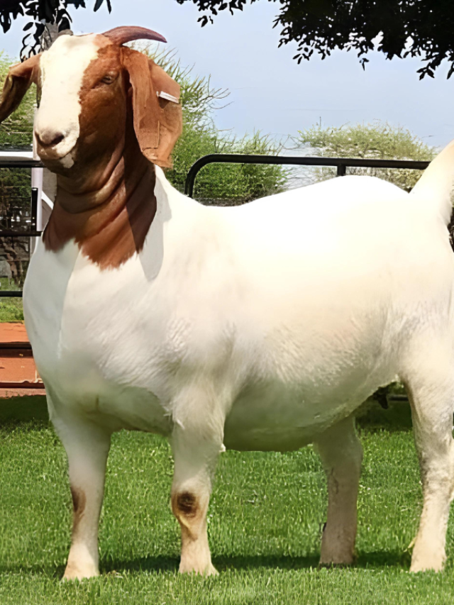 इस नस्ल के बकरी का करें पालन, बदल जाएगी रातों रात किस्मत