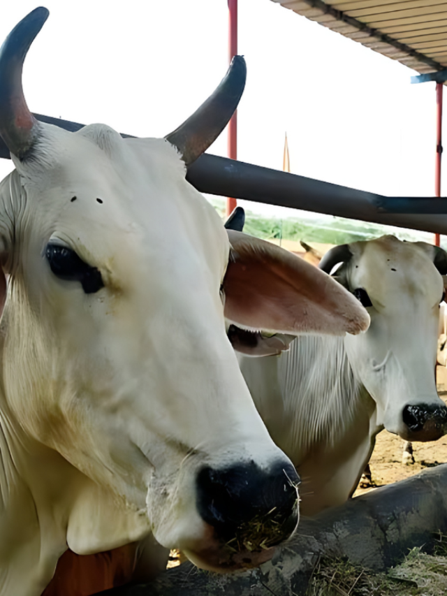 पशुपालन होगा तभी आसन जब इन बातों का रखेंगे ध्यान..