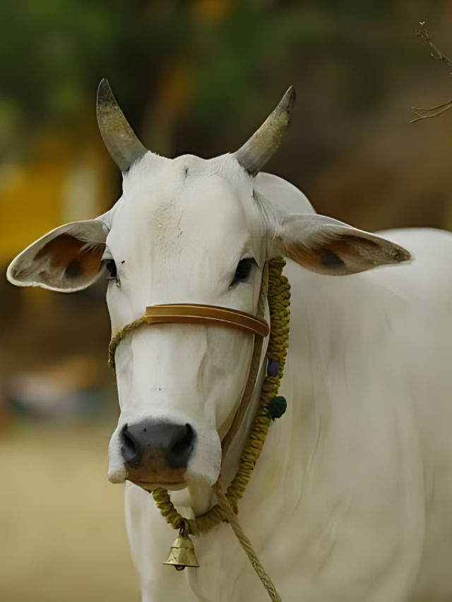 दूध नहीं बल्कि भार उठाने के लिए फेमस हैं ये गाय…