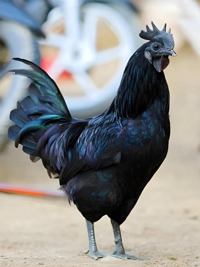 ऐसे किया कड़कनाथ मुर्गे का पालन, तो होगी लाखों में कमाई