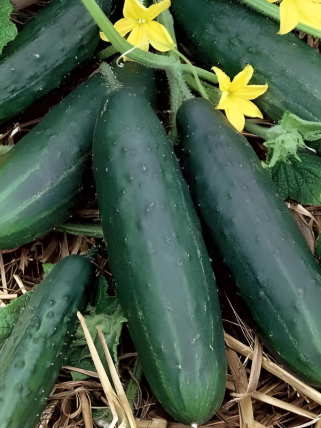 हर किसान को जानना चाहिए खीरे की ये बेस्ट वैराइटी, होगा अधिक उत्पादन