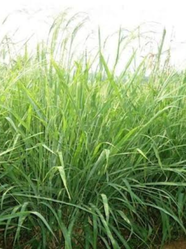 गांवों में उगाने वाली ये घास पशुओं के लिए हैं बेस्ट