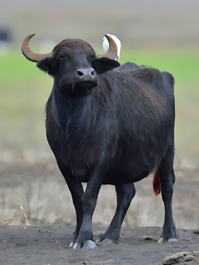 सबसे अधिक दूध देती है ये भैंस, कीमत इतनी की खरीद लेंगे नई बाइक