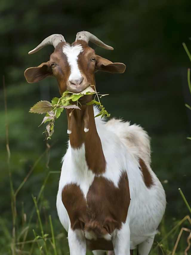 बकरी पालन के लिए बेस्ट हैं ये चार नस्लें, जानें कौनसी