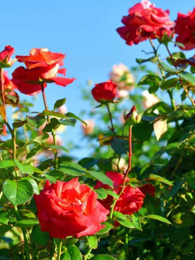 गुलाब के पौधे की तेजी से ग्रोथ चाहते है तो पौधे के पास जला दें ये चीजे…