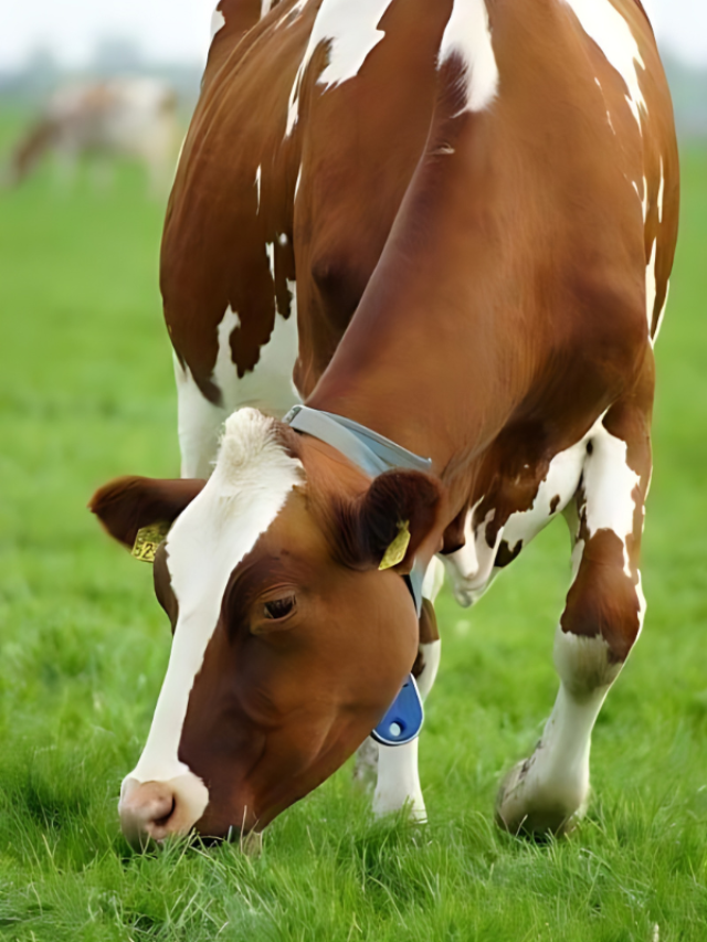 दूध देने के लिए पशुपालकों की पसंद है ये गाय, जानें इसको