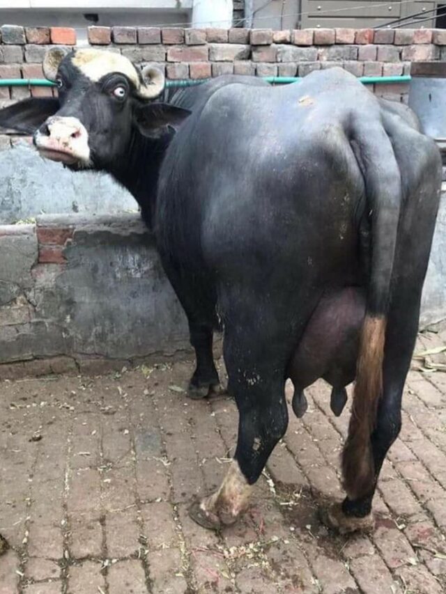 पशुओं के लिए 100 किलो संतुलित आहार बनाने का सही तरीका जानिए