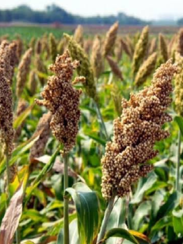 खेती के लिए बेस्ट हैं ज्वार की ये 7 वैरायटी