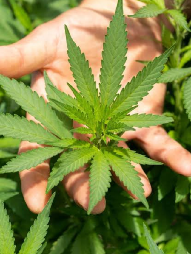 भांग के पत्ते खाने से क्या फायदे होते है?