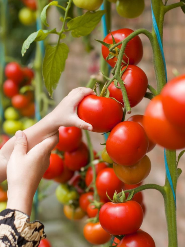 टमाटर के पौधों को कब देनी हैं खाद, यहां जानिए