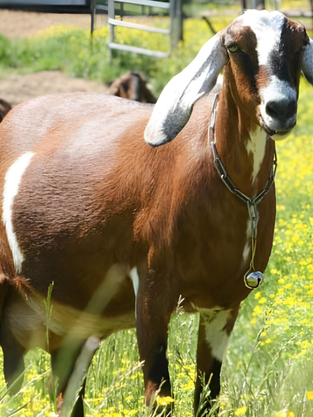 बकरी के इन टॉप 5 नस्लों से होगी लाखों की कमाई
