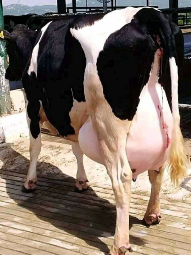 घर में आसानी से मिलने वाली ये चीजें बढ़ती है दुधारू पशुओं का दूध