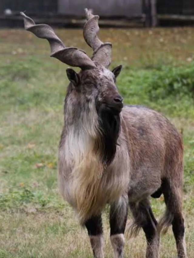 किंग कोबरा को खीरे की तरह चबा जाती है ये बकरी, इसका पाकिस्तान से है नाता