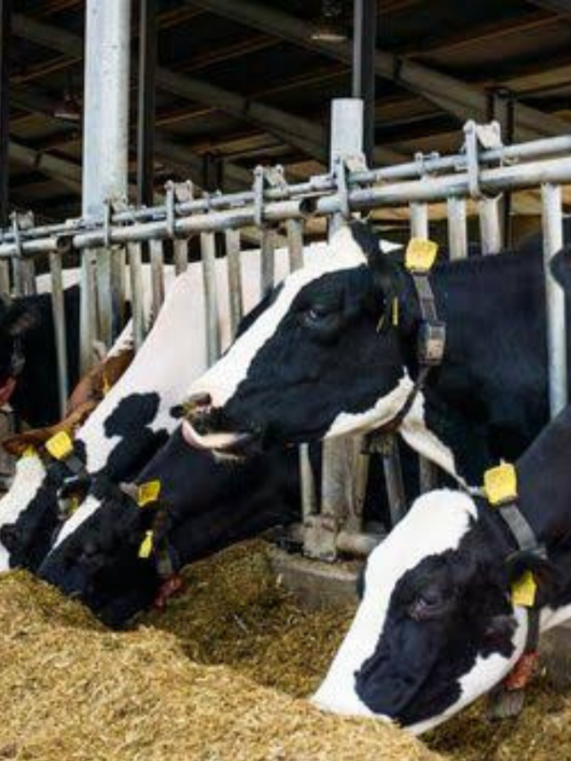 डेयरी खोलने की शुरुवात कैसे करें? यहां जानिए सबकुछ