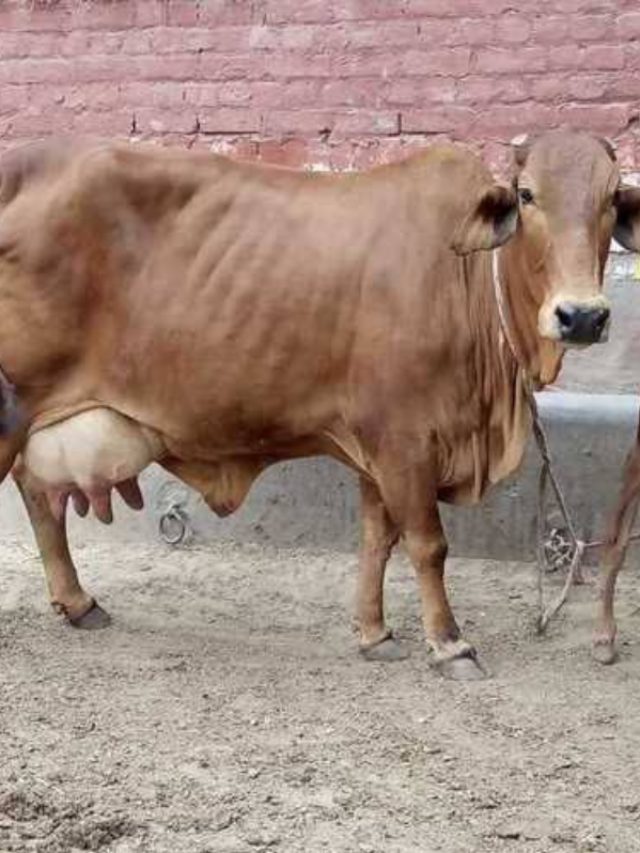 ऐसे करें असली साहीवाल नस्ल के गायों की पहचान