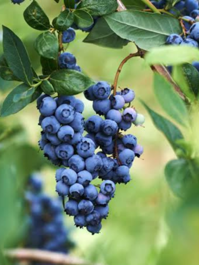 बहुत सिंपल है घर पर टेस्टी ब्लूबेरी उगाना, जानें कैसे