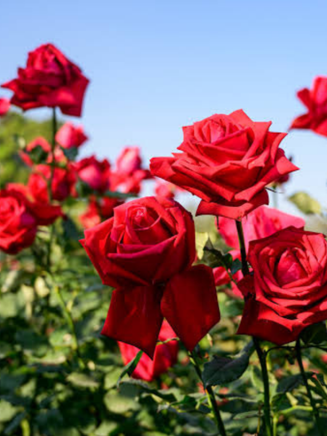 गार्डन में गुलाब को उगने का क्या है सही तरीका