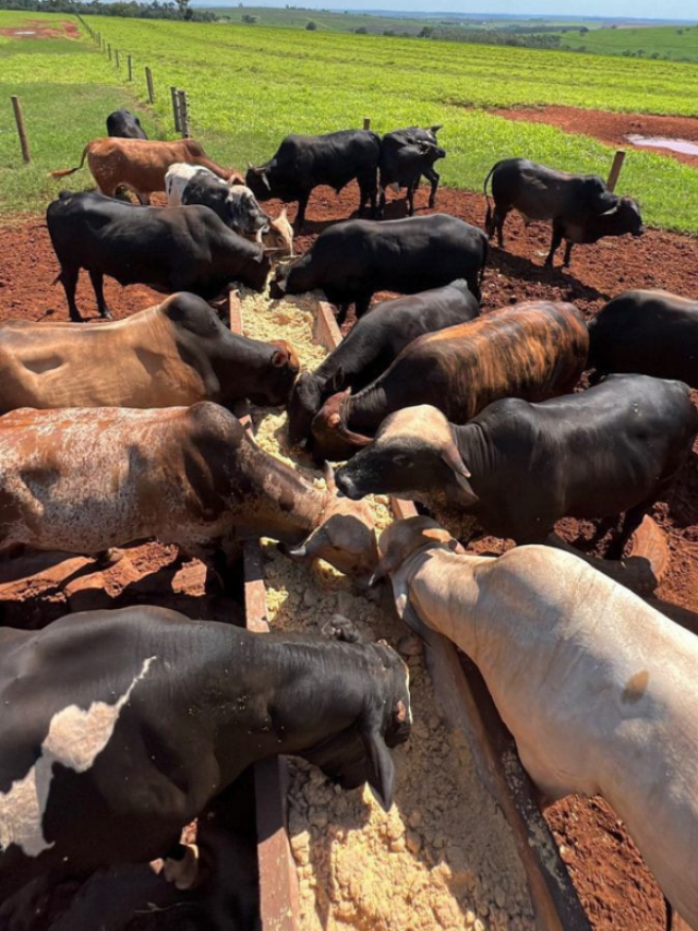 हेल्थ से लेकर पर्यावरण तक के लिए फायदेमंद है पशुपालन, जानिए कैसे