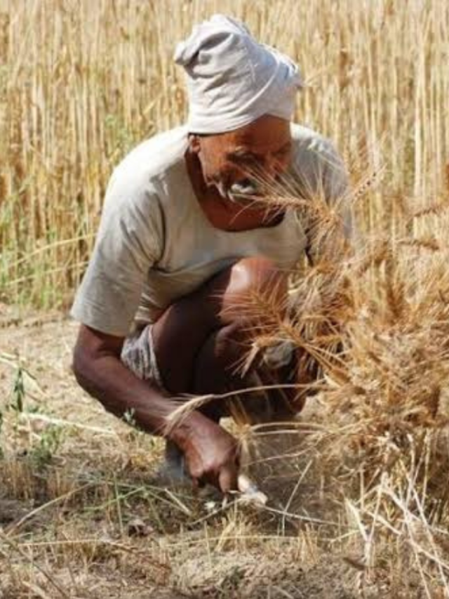 रबी फसलों की कटाई के बाद तत्काल कर लें ये काम