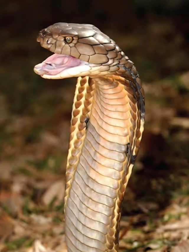 किंग कोबरा एक बार में कितने अंडे देता हैं, जानकर सहम जाएंगे आप