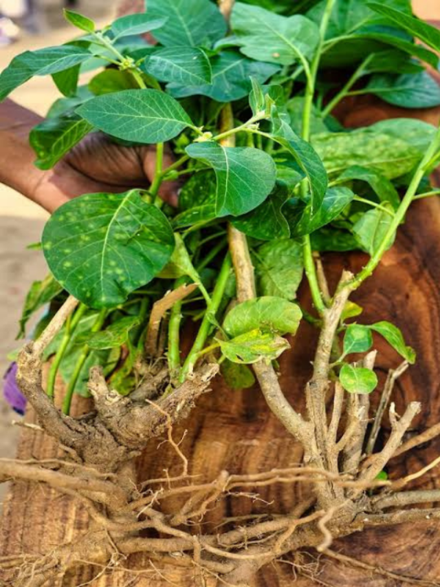 अश्वगंधा की खेती से होगा अंधा मुनाफा, खेती का तरीका जानिए