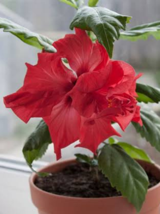 घर से गरीबी दूर भगाता है गुड़हल का पौधा, बस मालूम होने चाहिएं लगाने का ये तरीका