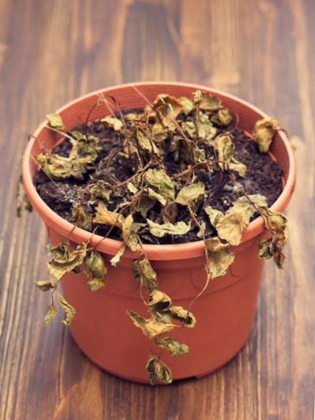 सुखी पड़ रही है आपके पौधों की पत्तियां तो ऐसे बनाए हरा भरा