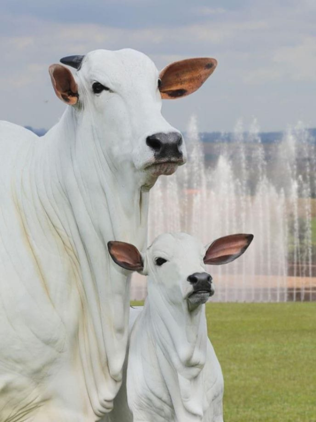 हेलीकॉप्टर से भी महंगी है भारत की ये गाय, कितनी है कीमत?