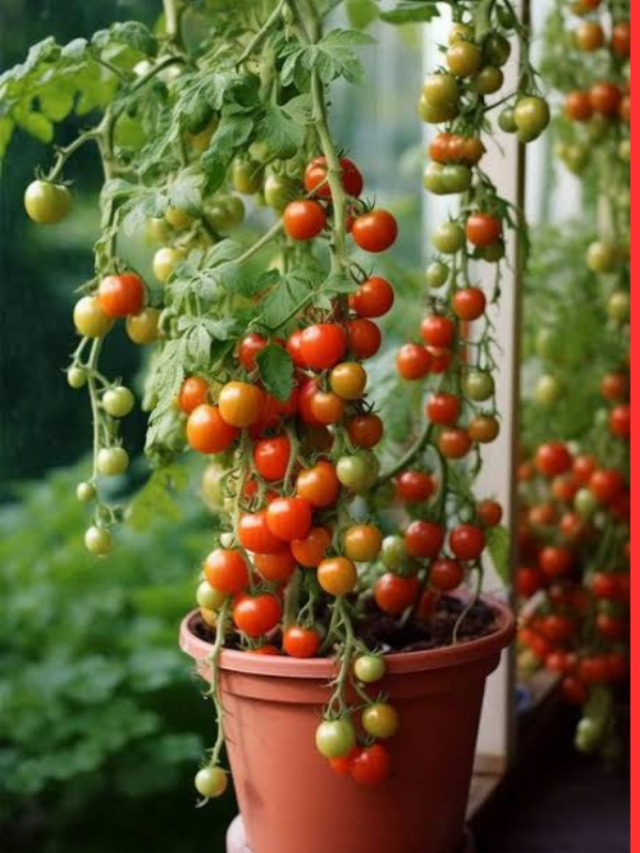 अपने किचन गार्डन में उगाए चेरी टमाटर, बेहद आसान है तरीका
