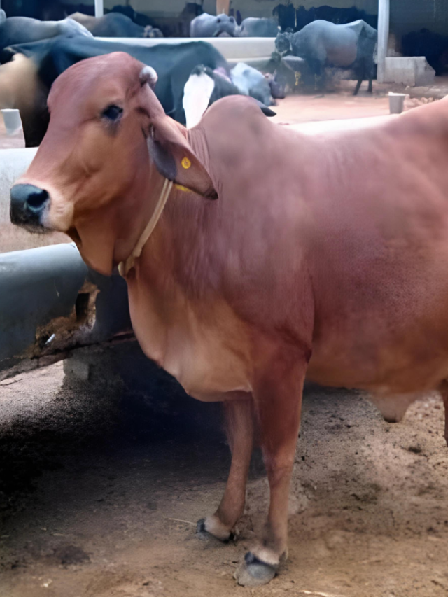 साहीवाल गाय की कुछ खास बातें, जानिए जरूर