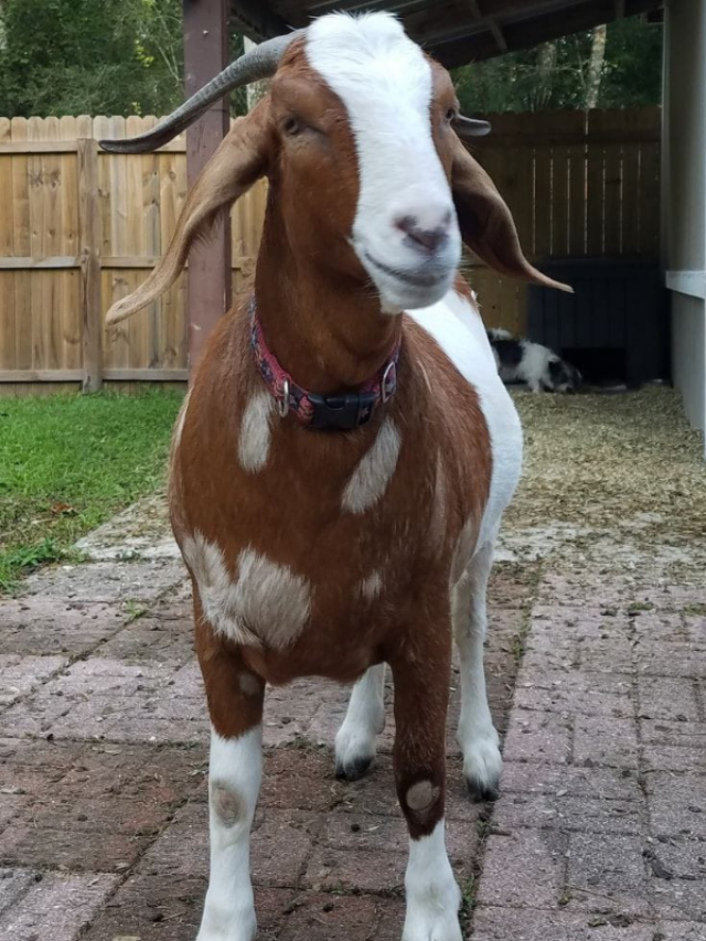 बकरियों को कब और कैसे देना है खाना–पीना, जाने ले सही तरीका