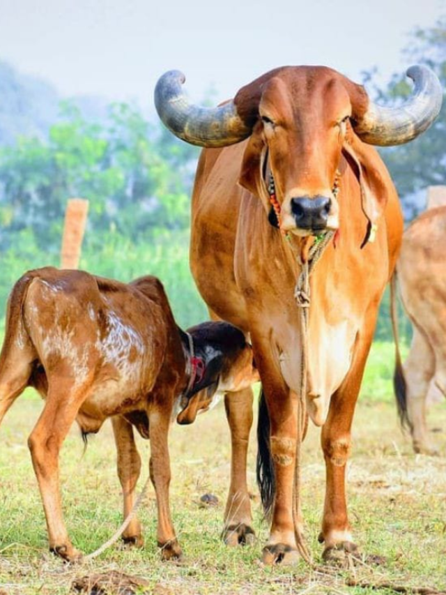 डेयरी बिज़नेस में कमाना चाहते है लाखों तो लाए ये खास नस्ल की गायें