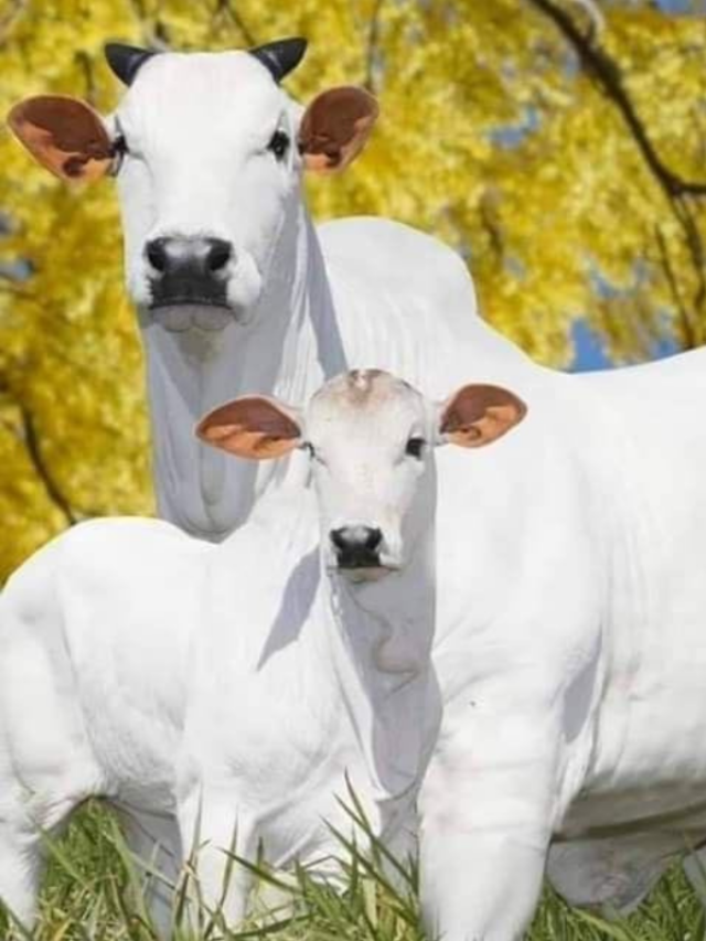 40 करोड़ में बिकी भारतीय नस्ल की स्पेशल गाय, देखिए यहां