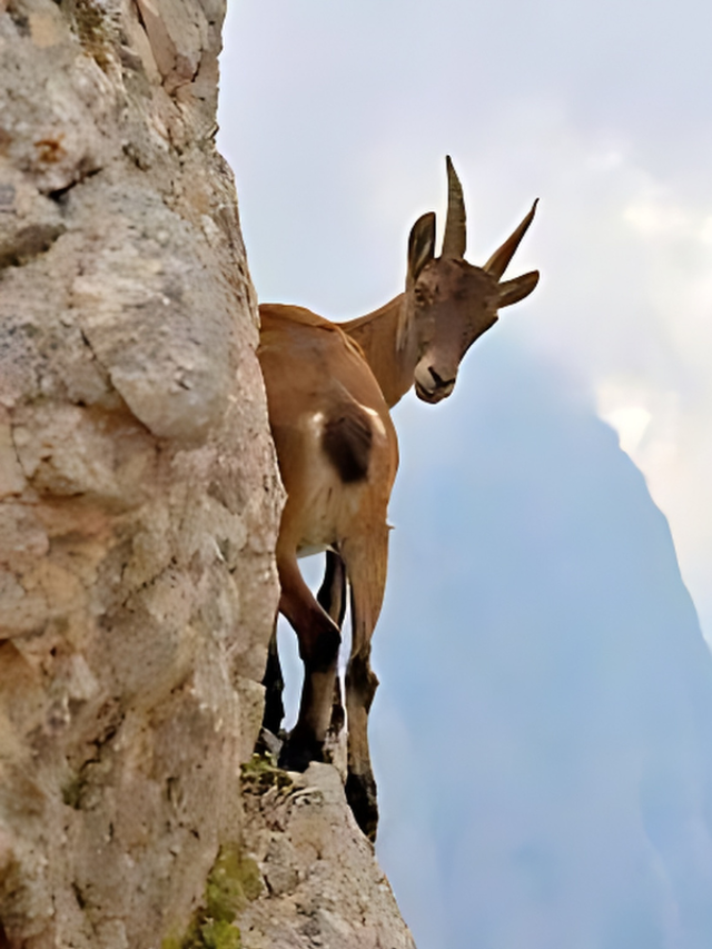 खड़ी चढ़ाई के भी सरपट दौड़ती हैं ये बकरियां, जानें नस्ल का नाम