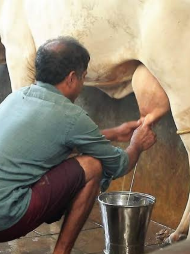 दूध से भर जाएगी बाल्टी, बस दुधारू पशु को खिलाए ये फूड्स