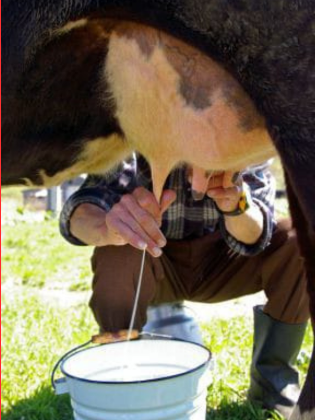 NDDB ने डेयरी फार्मर्स को दिया मुनाफा डबल करने का मंत्र, जानिए क्या?