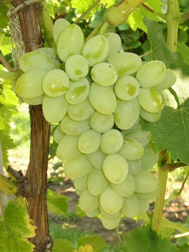 गमले में उगाना चाहते है अंगूर तो जान लीजिए सही तरीका