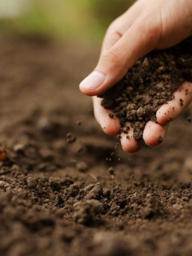 गर्मी के दिनों में पौधों में खाद डालने का सही तरीका जानना जरूरी है