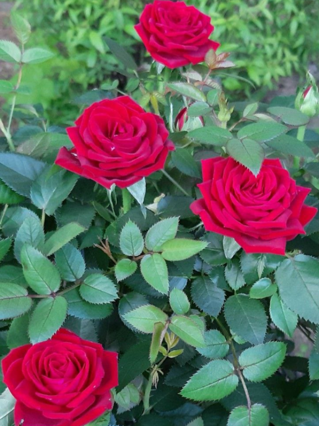 फूलों से लद जाएगा गुलाब का पौधा, जड़ में डालें ये खाद