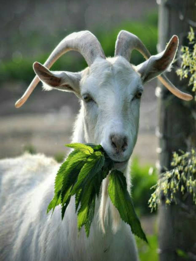 एक दम स्पेशल हैं यह बकरी, जल्दी जानें इसके बारे में