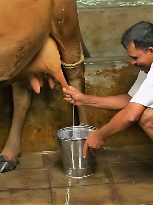 डेयरी के लिए बेस्ट हैं गाय की ये 3 नस्ले, मिलेगा अधिक दूध