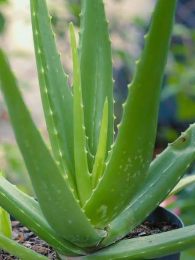 घर के अंदर एलोवेरा उगाने से क्या होता है, जानें…
