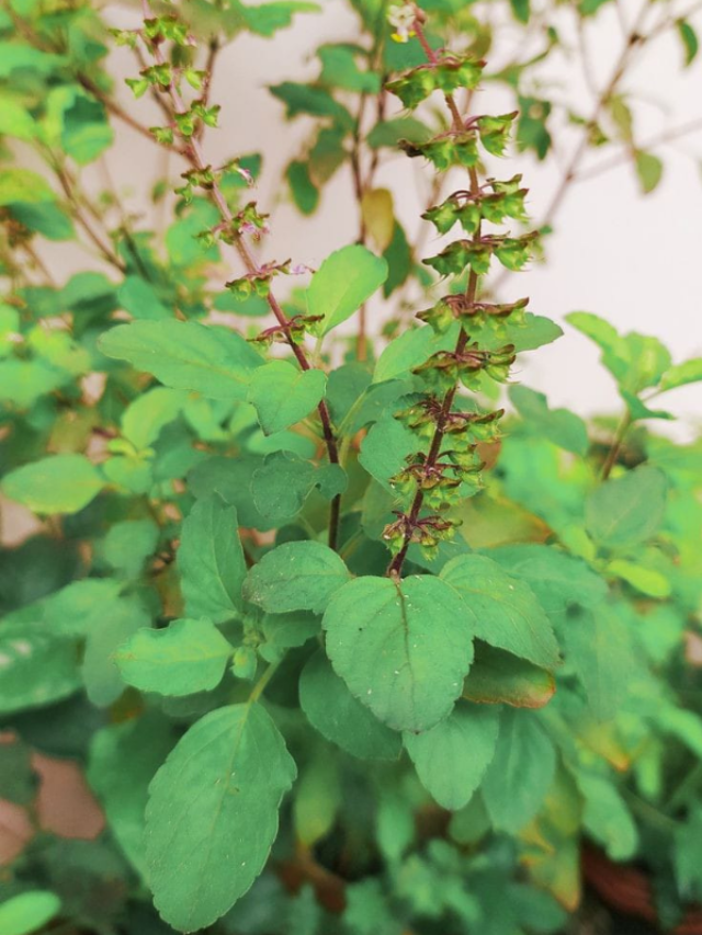 गर्मी में तुलसी के पौधे को मुरझाने से बचाने के लिए डाले ये खाद..